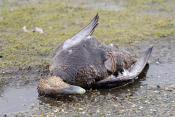 eider (Somateria mollissima) 2-2020 1641